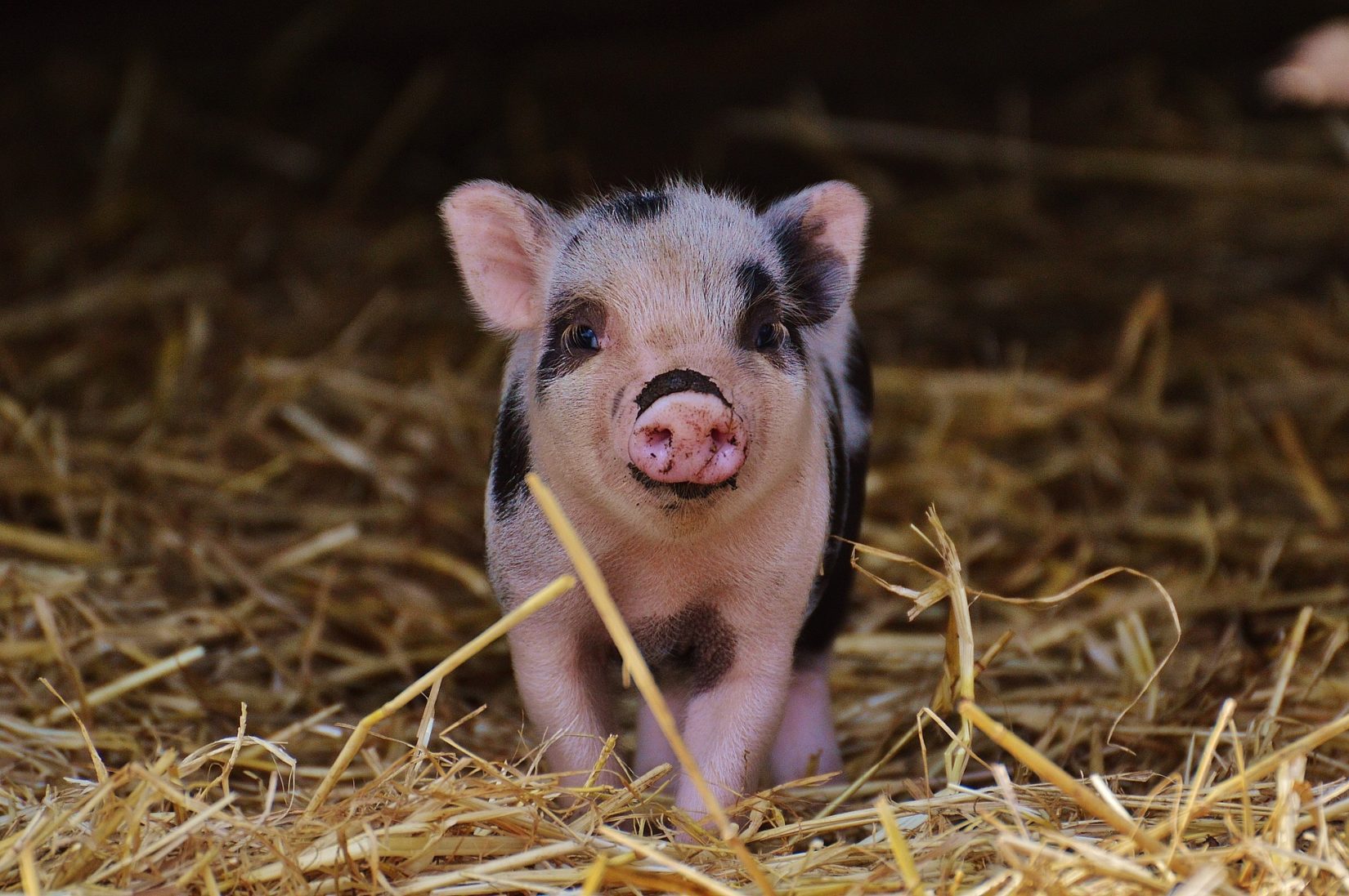 mini pig 1